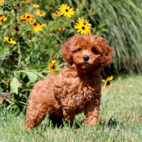 Elsa, Cavapoo Puppy