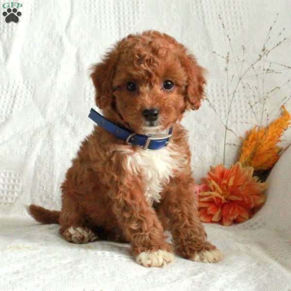 Elton, Cavapoo Puppy