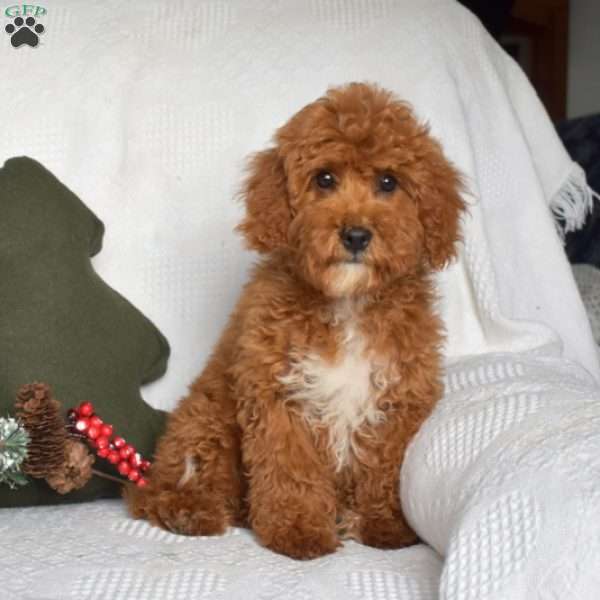 Elvis, Cavapoo Puppy