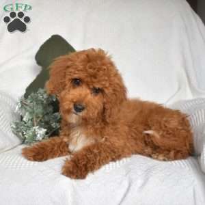 Elvis, Cavapoo Puppy