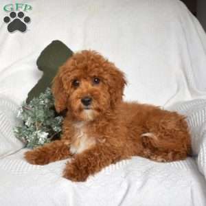 Elvis, Cavapoo Puppy