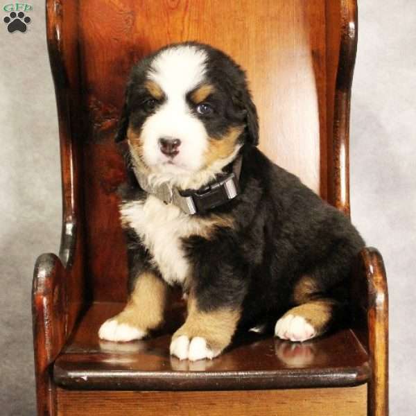 Ember, Bernese Mountain Dog Puppy