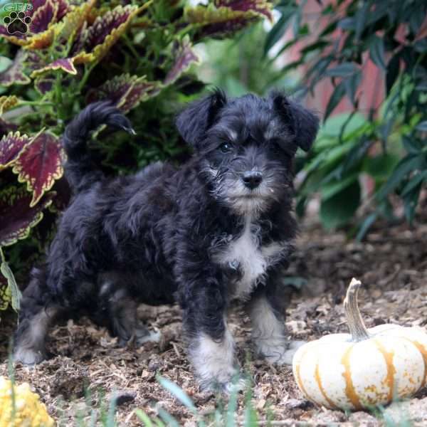 Emily, Miniature Schnauzer Puppy