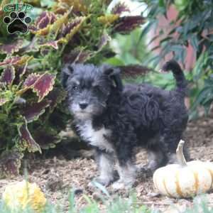 Emily, Miniature Schnauzer Puppy