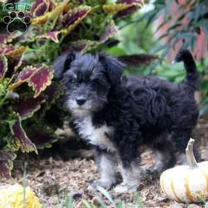 Emily, Miniature Schnauzer Puppy