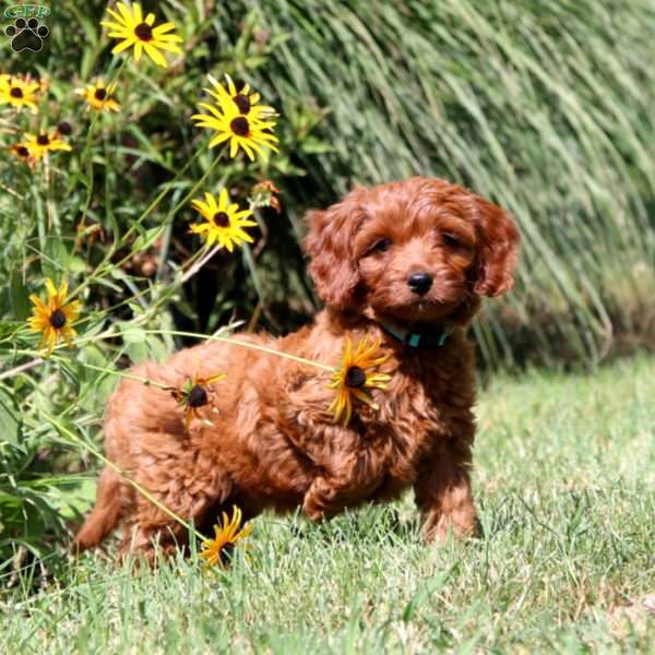 Emily, Cavapoo Puppy