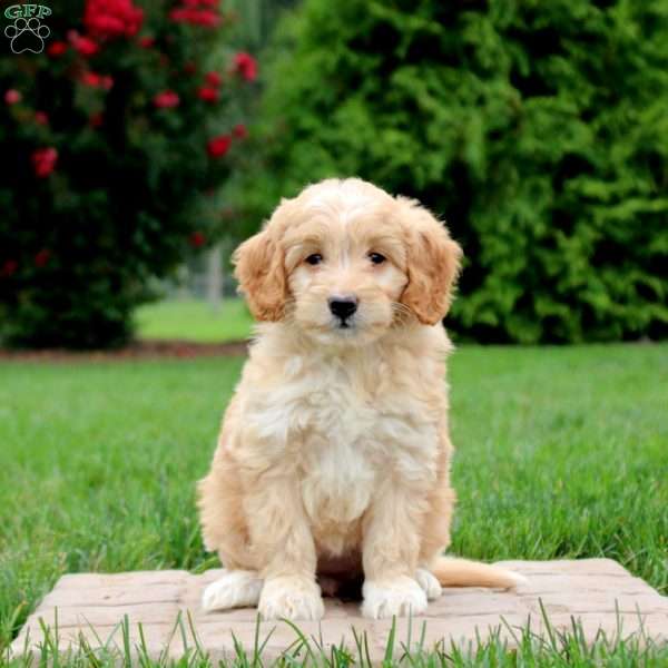 Emily, Mini Goldendoodle Puppy