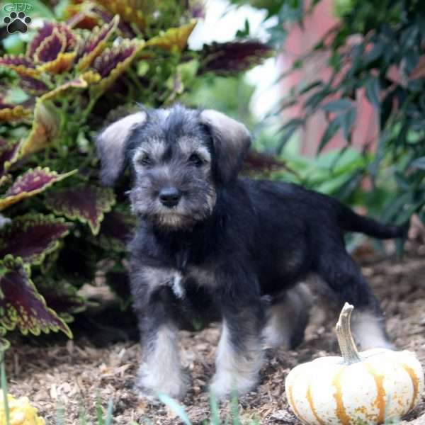 Emma, Miniature Schnauzer Puppy