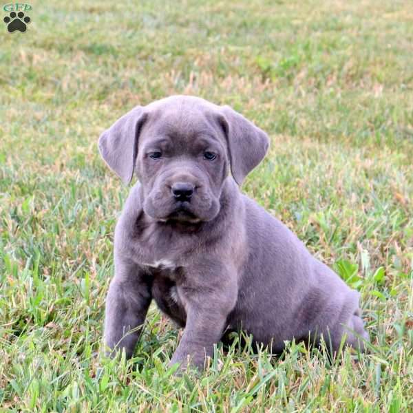 Emma, Cane Corso Puppy