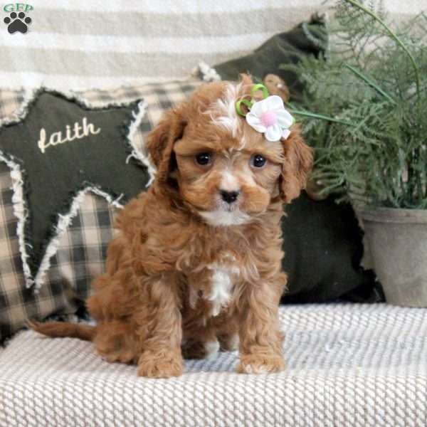 Emma, Cavapoo Puppy