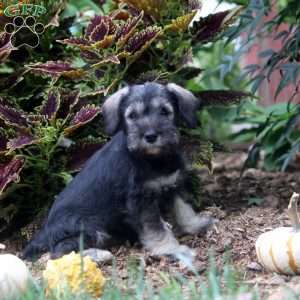 Emma, Miniature Schnauzer Puppy