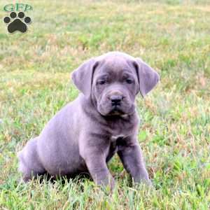 Emma, Cane Corso Puppy