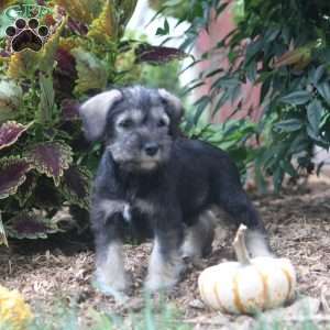 Emma, Miniature Schnauzer Puppy