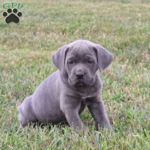 Emma, Cane Corso Puppy