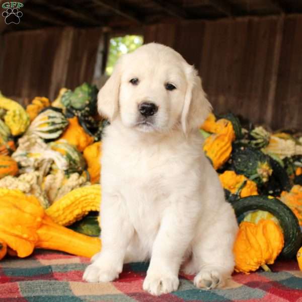 Emma, Golden Retriever Puppy