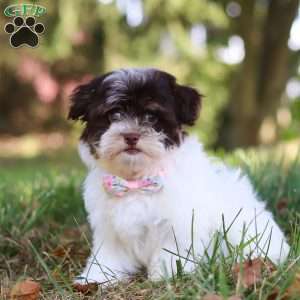 Emmie, Havanese Puppy