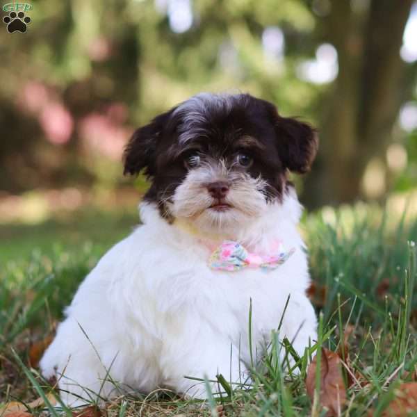 Emmie, Havanese Puppy