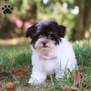 Emmie, Havanese Puppy