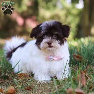 Emmie, Havanese Puppy