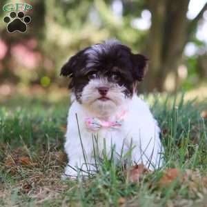 Emmie, Havanese Puppy