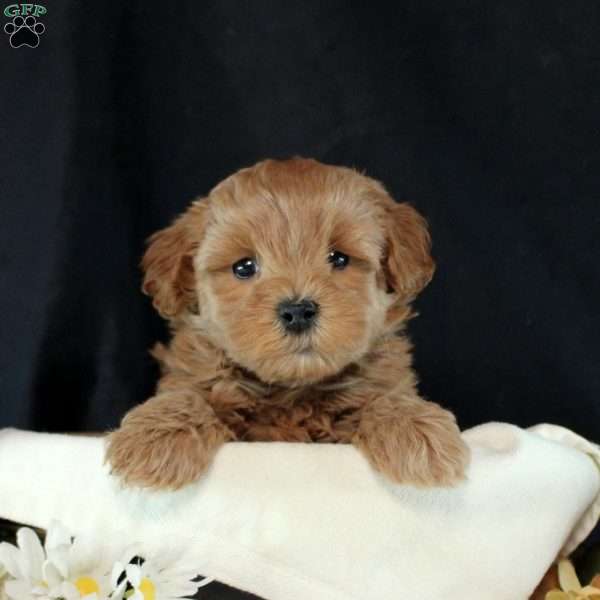 Emmitt, Maltipoo Puppy