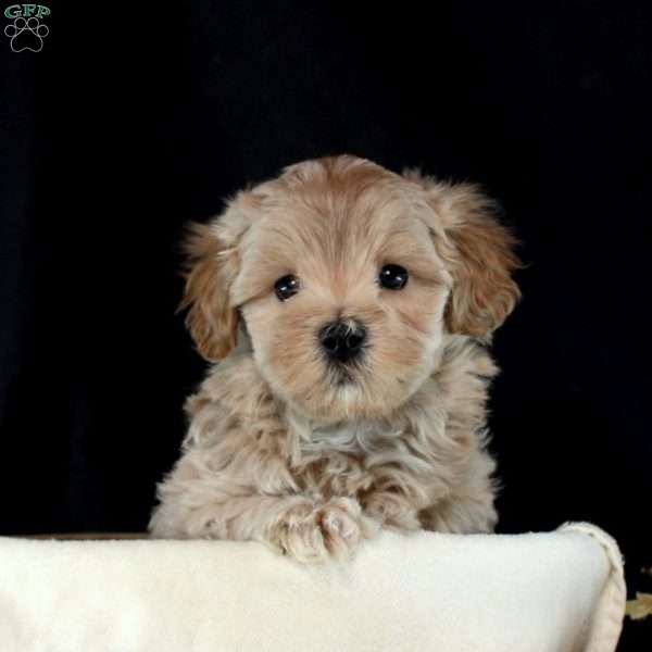 Ender, Maltipoo Puppy