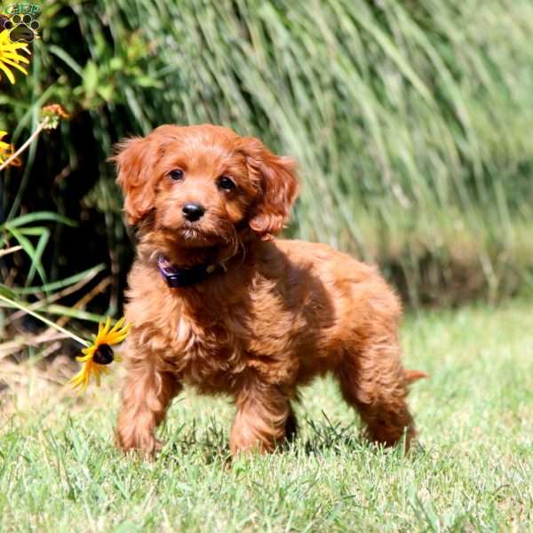 Enika, Cavapoo Puppy