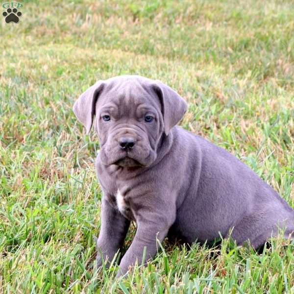 Eric, Cane Corso Puppy