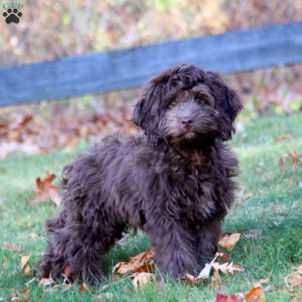 Eric, Cockapoo Puppy