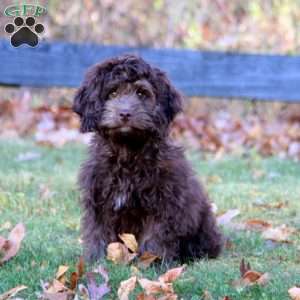 Eric, Cockapoo Puppy