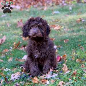 Eric, Cockapoo Puppy