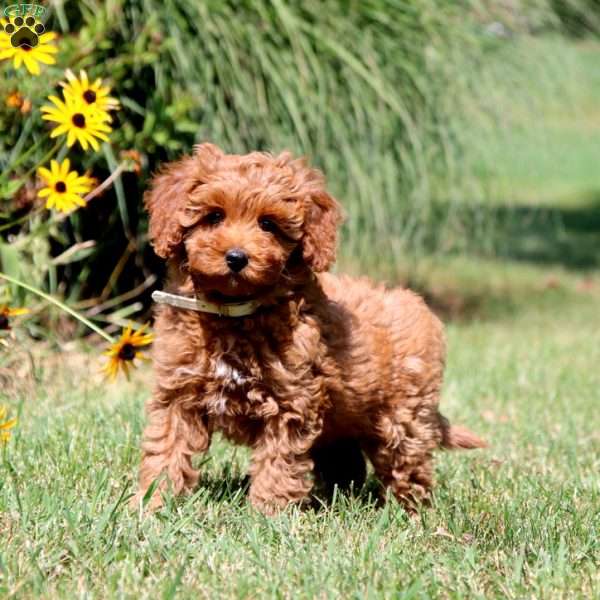 Erma, Cavapoo Puppy