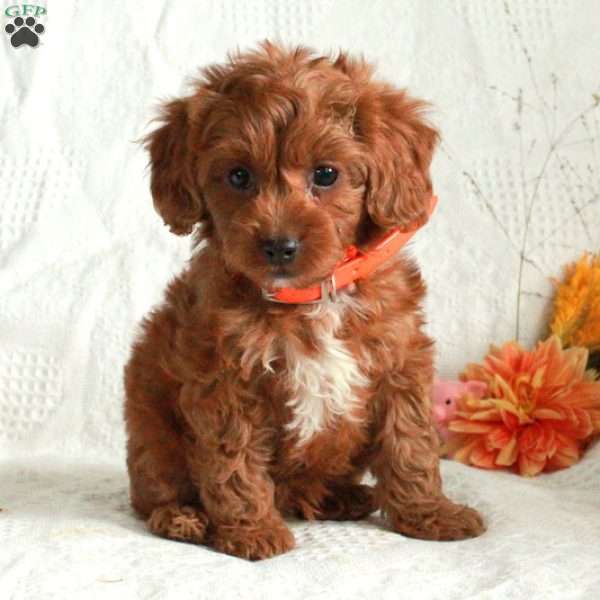 Ernie, Cavapoo Puppy