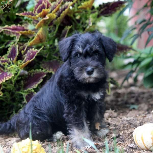 Esther, Miniature Schnauzer Puppy