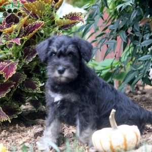 Esther, Miniature Schnauzer Puppy