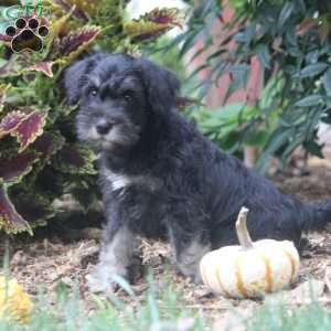 Esther, Miniature Schnauzer Puppy