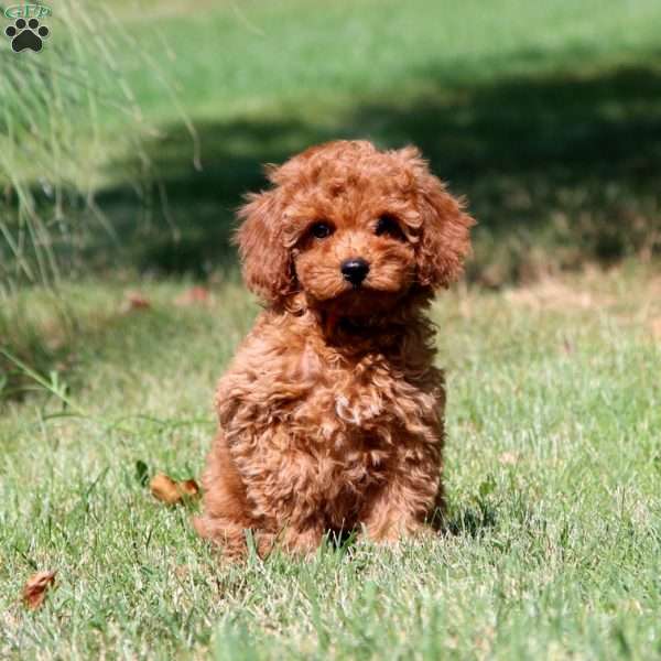 Esther, Cavapoo Puppy