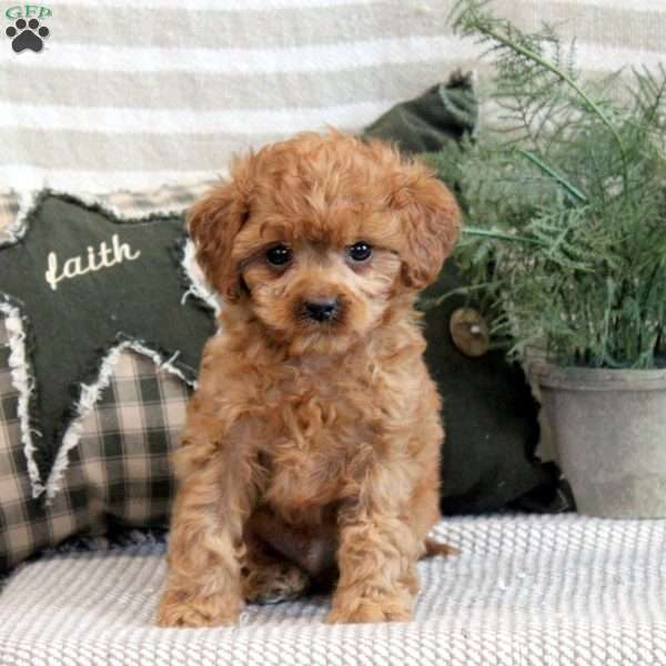 Ethan, Cavapoo Puppy