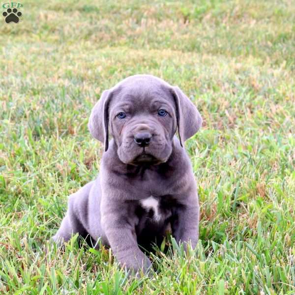 Ethan, Cane Corso Puppy