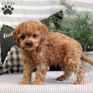 Ethan, Cavapoo Puppy