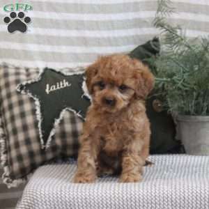 Ethan, Cavapoo Puppy