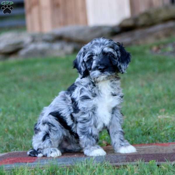 Ethan, Cockapoo Puppy