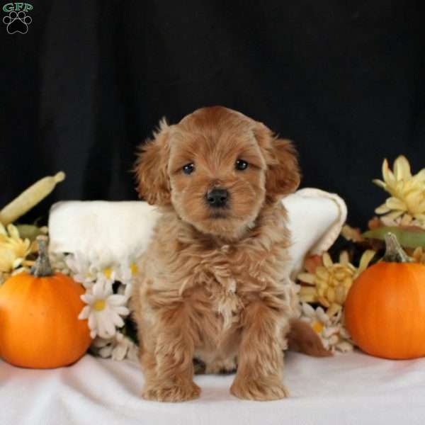 Ethan, Maltipoo Puppy