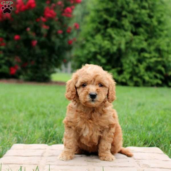 Ettie, Mini Goldendoodle Puppy