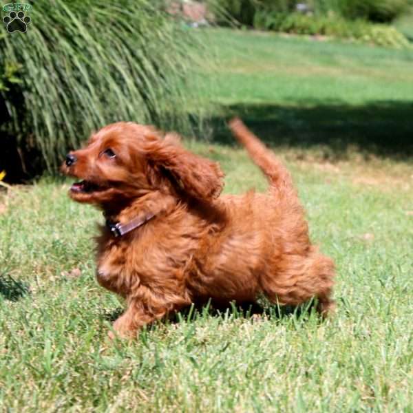 Eva, Cavapoo Puppy