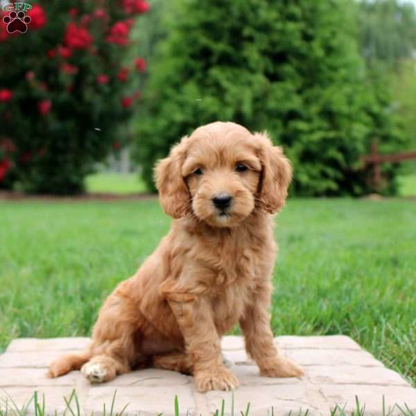 Evelyn, Mini Goldendoodle Puppy