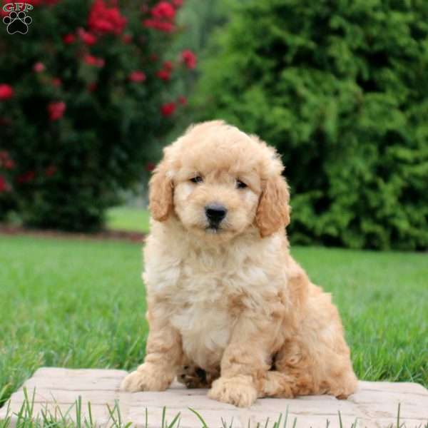 Everett, Mini Goldendoodle Puppy