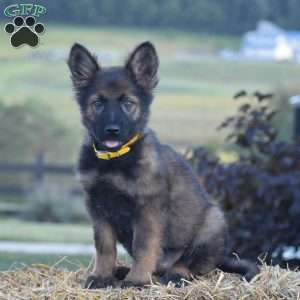 Everly, German Shepherd Puppy