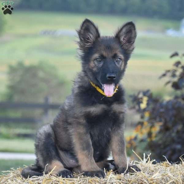 Everly, German Shepherd Puppy