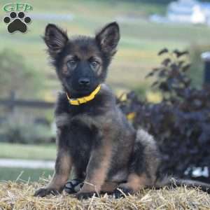 Everly, German Shepherd Puppy